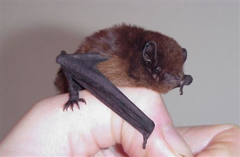Long tailed bat-820